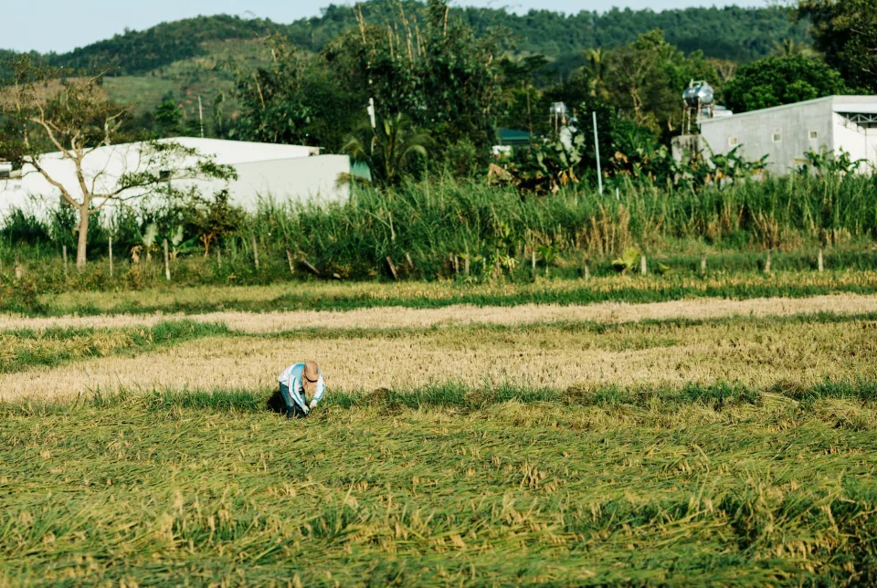 Cân và đóng bao